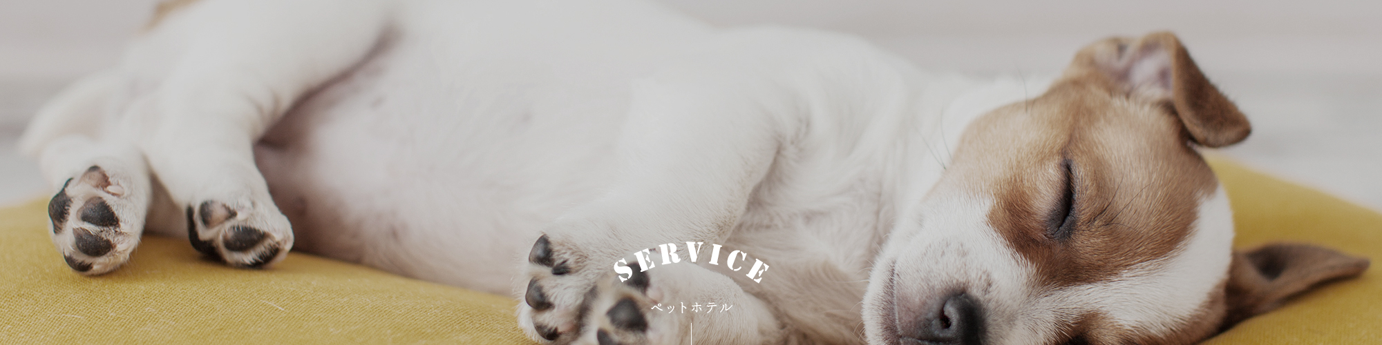 ペットホテル